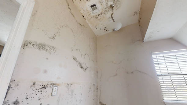 Best Indoor Air Quality Assessment  in Hillsville, VA