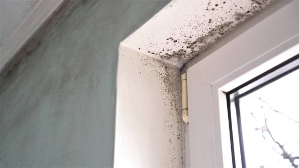Best Real Estate Mold Inspection  in Hillsville, VA