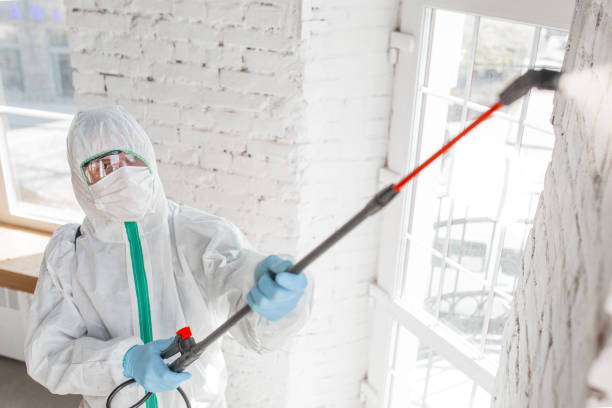 Best Emergency Mold Remediation  in Hillsville, VA