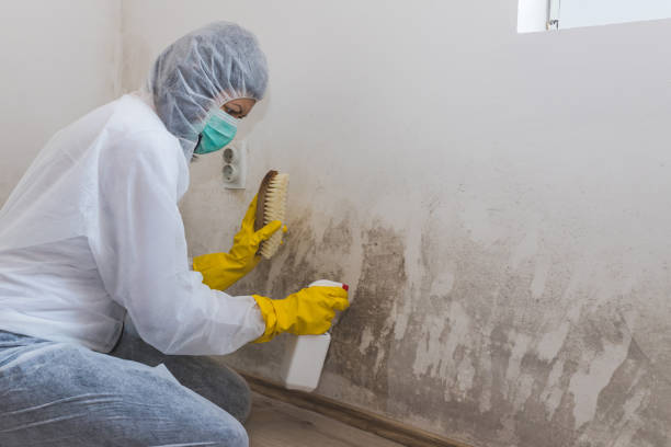 Best Mold Odor Removal Services  in Hillsville, VA