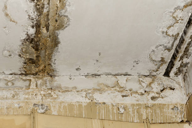 Mold Remediation for Rental Properties in Hillsville, VA