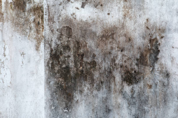 Best Mold Damage Restoration  in Hillsville, VA