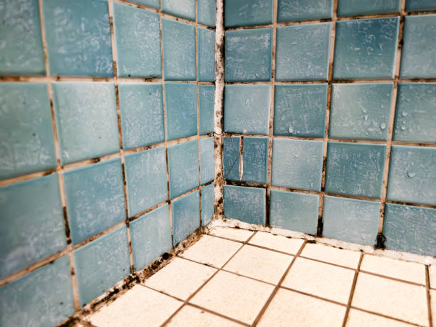 Best Forensic Mold Investigation  in Hillsville, VA