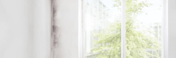 Best Comprehensive Air Testing for Mold Contaminants  in Hillsville, VA