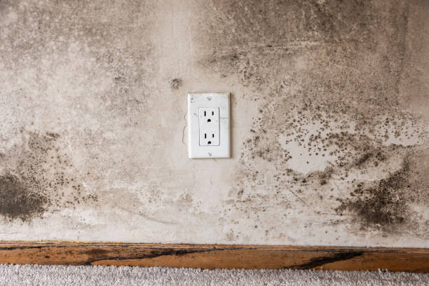 Best Basement Mold Removal  in Hillsville, VA