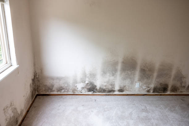 Reliable Hillsville, VA Mold Removal Solutions