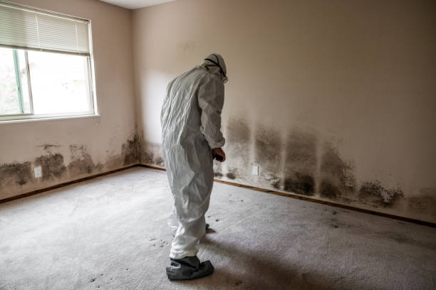  Hillsville, VA Mold Removal Pros