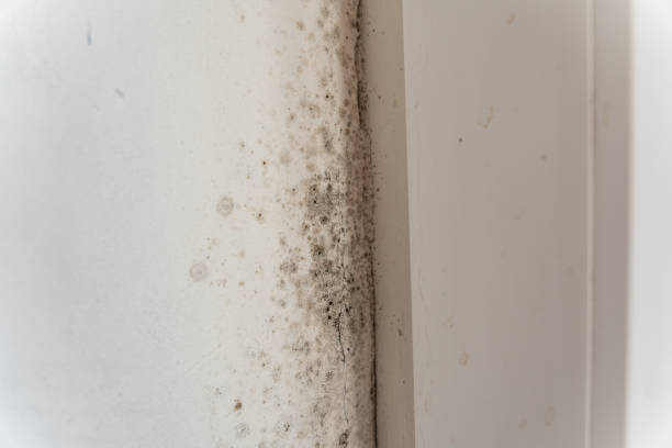 Best Water Damage & Mold Remediation  in Hillsville, VA