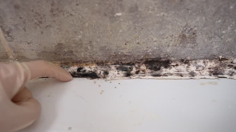 Best Forensic Mold Investigation  in Hillsville, VA
