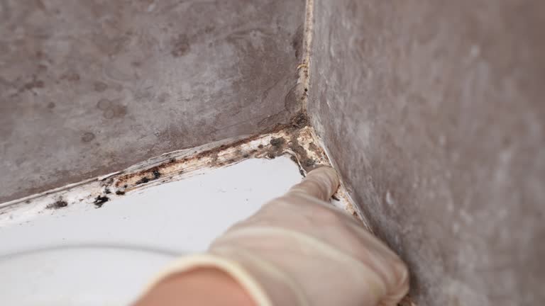 Best Air Quality Testing for Mold Spores  in Hillsville, VA